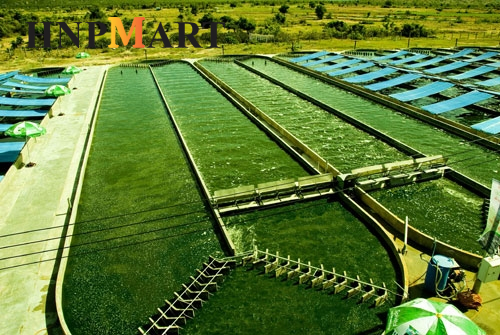 Tảo Biển Xoắn 2000 Viên (tảo tem đỏ) Algae Nhật Bản - Ảnh 4